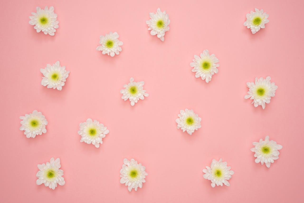 Services White chrysanthemum flowers arranged on a soft pink background, creating a delicate floral pattern.
