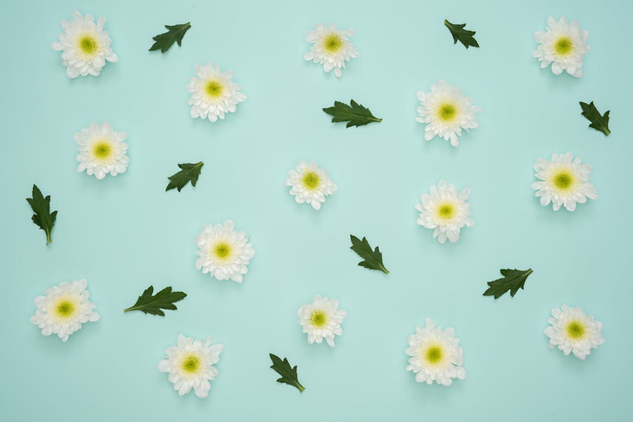 Services White chrysanthemums scattered on a baby blue background with green leaves.