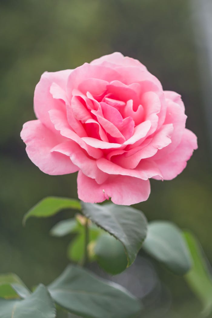Services Close-up of a blooming pink rose outdoors, perfect for backgrounds or wallpapers.