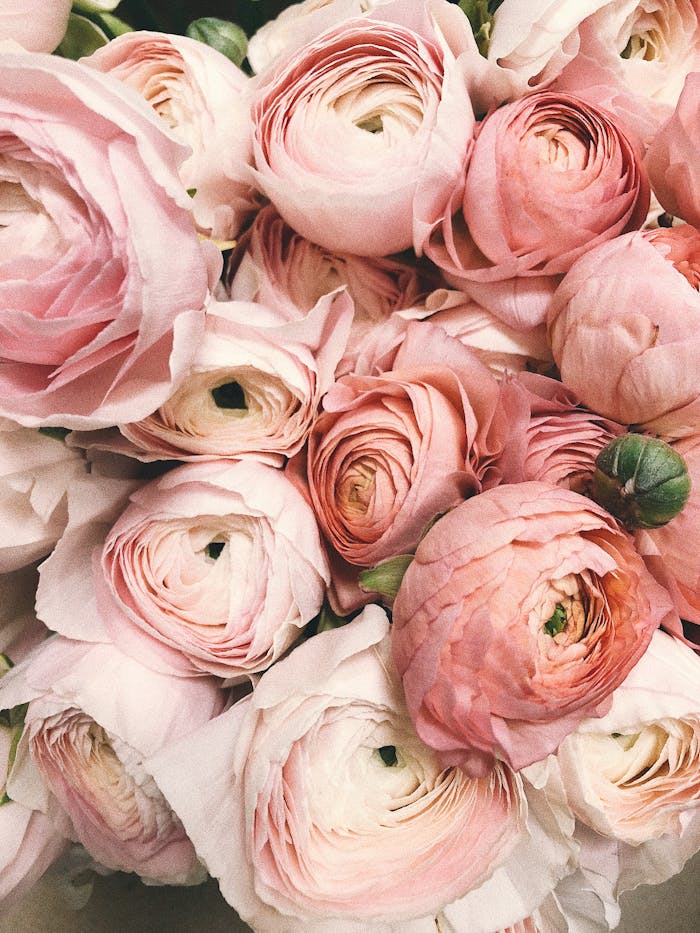 Services Close-up of a romantic bouquet of pink ranunculus flowers, ideal for weddings.